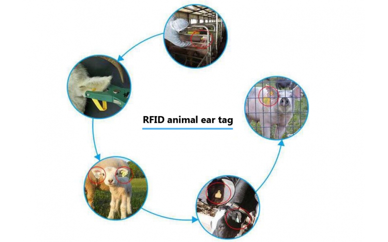 RFID technology animal husbandry management provides a scientific management model
